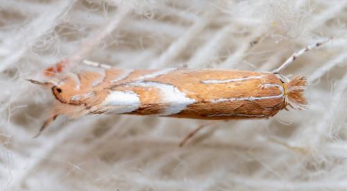 Réf. 282 832 : Phyllonorycter endryella
